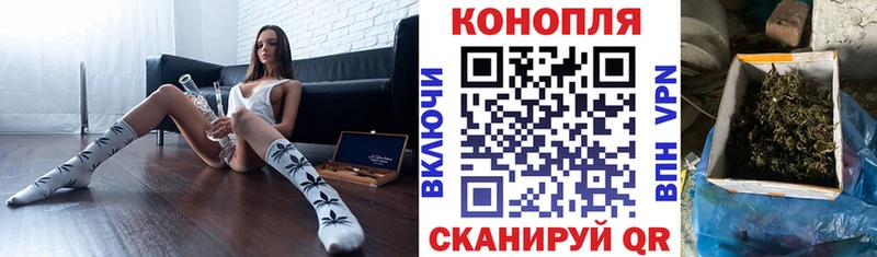 Конопля гибрид  Обоянь 